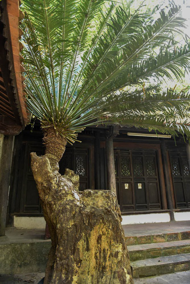 Cây vạn tuế sống trên núi đá giữa một hòn đảo ở Nha Trang được chuyển về trong khu vườn tĩnh lặng của Đạo diễn Lưu Trọng Ninh.  
