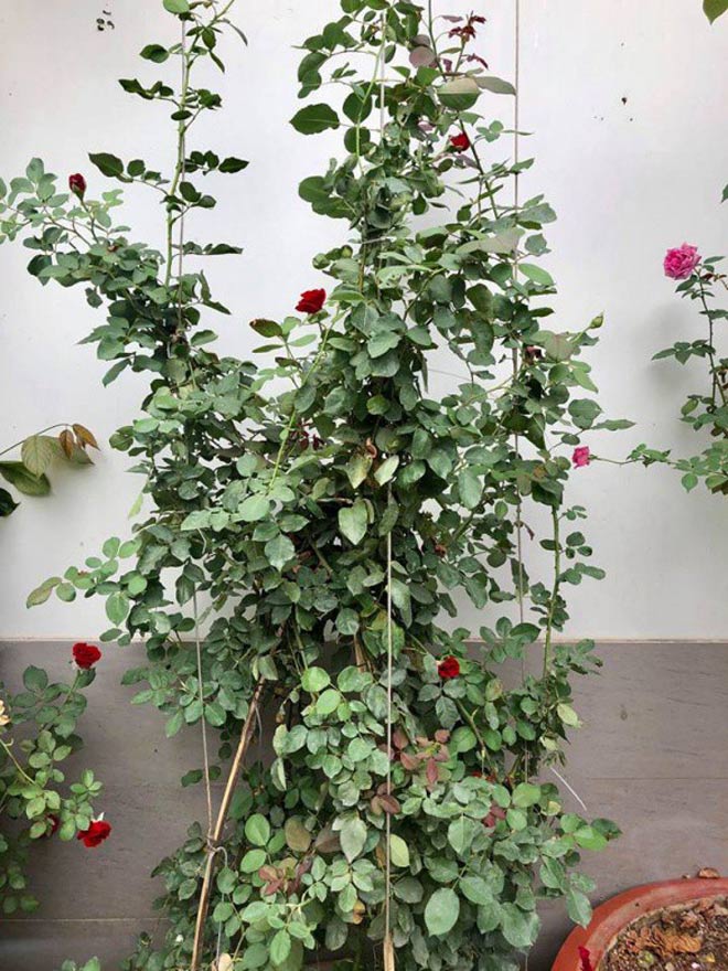 Niềm yêu thích cây cảnh giúp vợ chồng Hồng Vân, Lê Tuấn Anh xua tan đi những căng thẳng trong công việc.