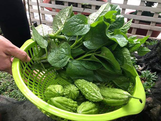 Những loại rau, trái quen thuộc với cuộc sống hàng ngày đều được trồng tại gia.