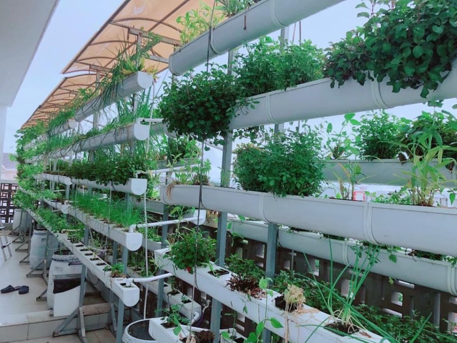 Sân thượng với vườn cây thu nhỏ. Đây là nơi Minh Hà thích nhất và thường xuyên dành công sức để chăm sóc các loại rau phục vụ bữa ăn hàng ngày.