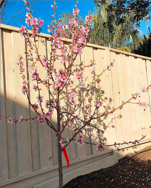 Phạm Hương trồng cây đào ở Mỹ và tuyên bố: Tết này con không về.  