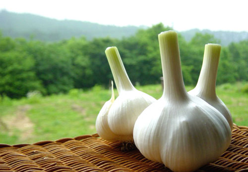 cong-dung-cua-ruou-toi-den-ly-son-1