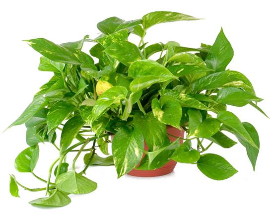 Dù nhà chật hay hẹp mà không trồng cây này bạn chắc chắn sẽ hối hận