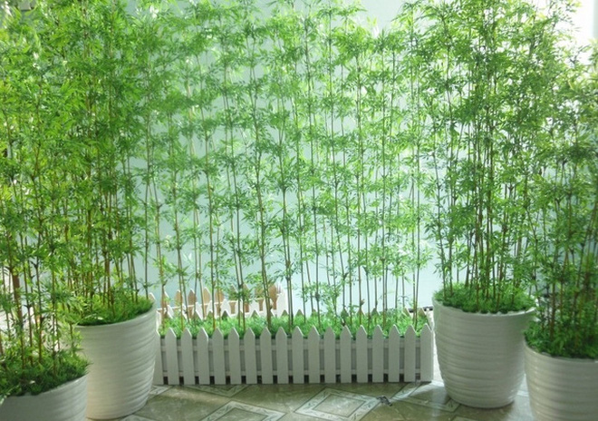 Trong nhà mà không kiếm cây này để bày chắc chắn bạn sẽ hối hận cả đời