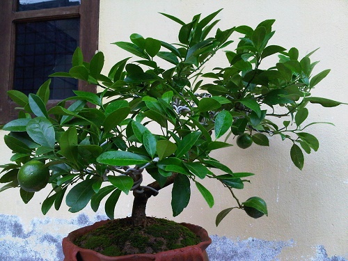 Nếu không trồng cây này trong nhà chắc chắn bạn sẽ hối hận cả đời