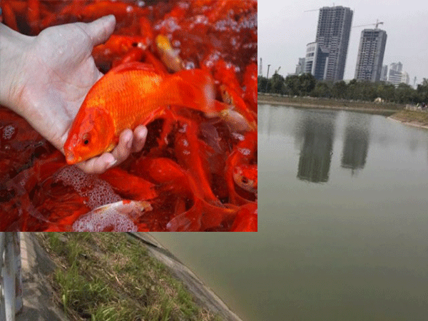 Phóng sinh cá chép tiễn ông Táo về trời, người phụ nữ rơi xuống hồ công viên Cầu Giấy tử vong