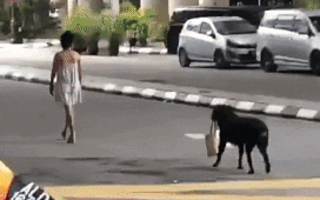 Chú chó bỗng 'gây sốt' trên MXH vì cầm túi xách cho cô chủ đi dạo trên phố