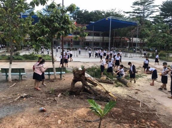 Cây phượng trong sân trường bật gốc, ngã đổ ngay sau khi học sinh ra về