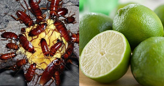 'Tất tần tật' các mẹo hay đuổi ruồi, muỗi, kiến, gián ra khỏi nhà bằng những nguyên liệu giá rẻ như cho