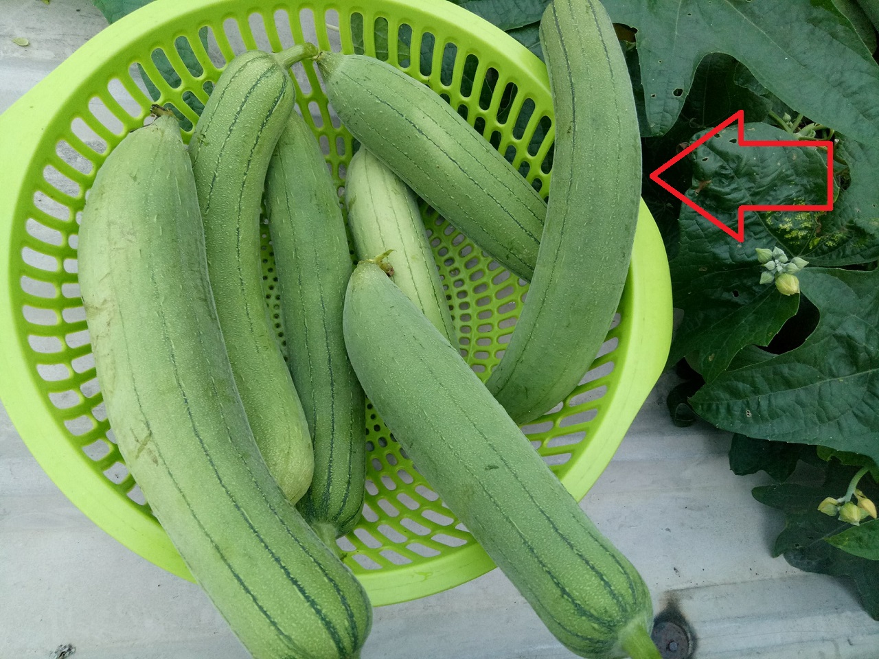 Bà bán hàng sẽ không bao giờ nói: Mua mướp nên chọn quả thẳng hay cong mới ngon nhất?
