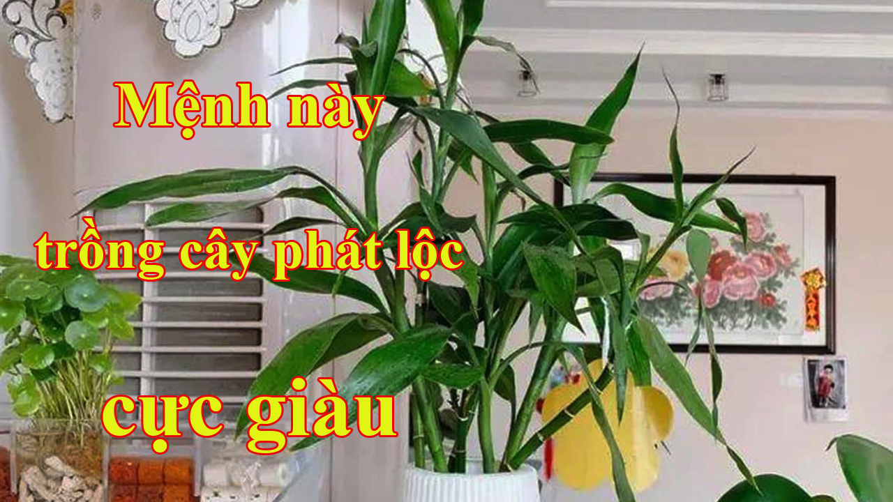 Ai thuộc 2 mệnh này trồng cây phát lộc như Rồng cưỡi Mây: Làm ăn vào cầu, tiền nhiều như nước