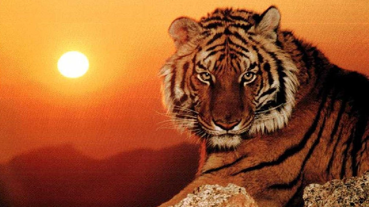 Đúng Rằm trung thu: 3 tuổi may mắn hết phần thiên hạ, Thần Tài đưa lối, tiền vàng vào chật két
