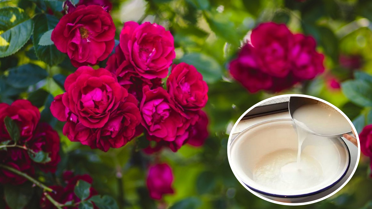 Hoa hồng thích thứ nước này, tưới một chút là hoa nở quanh năm, bông to bằng cái bát