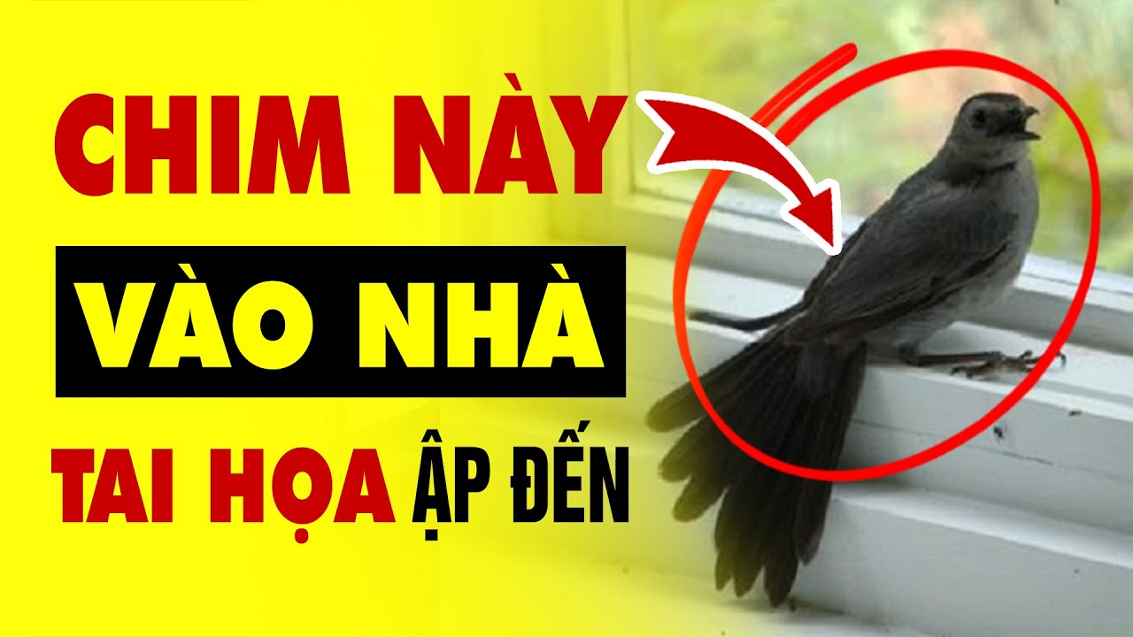 Các cụ dặn rất kĩ: 3 con chim bay vào nhà, không họa cũng tai ương, đừng dại gì mà nuôi