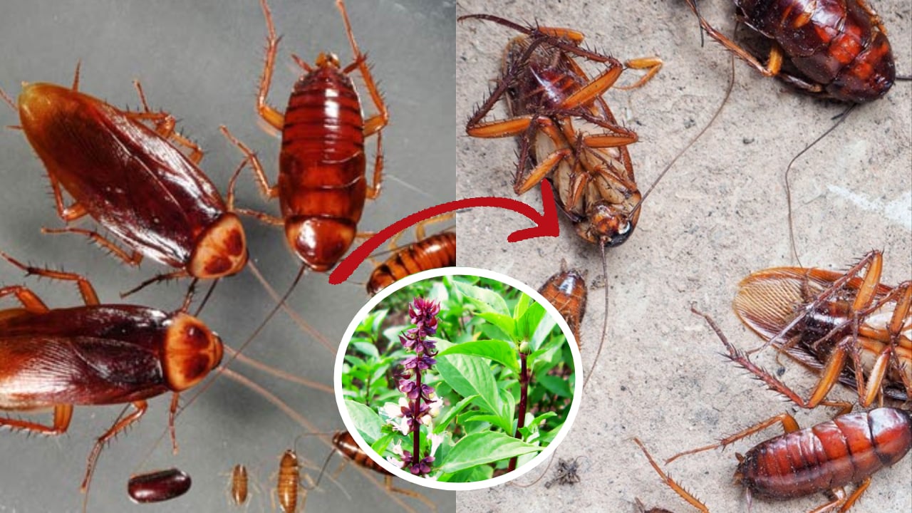 6 cách đuổi gián hiệu quả, không cần hóa chất
