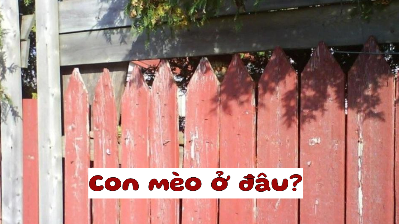 Con mèo trốn ở đâu trong bức ảnh này: Mắt 10/10 mới thấy