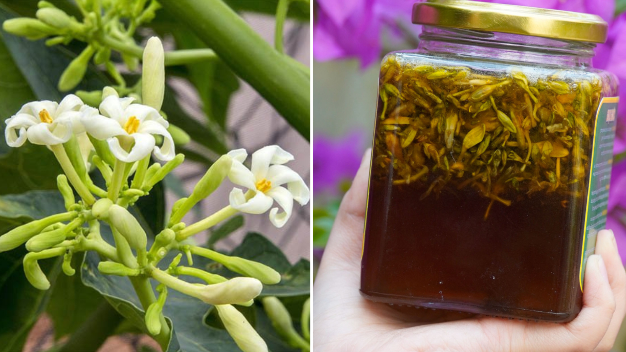 Dùng hoa đu đủ đực ngâm mật ong mỗi ngày, cơ thể nhận được 5 lợi ích tuyệt vời