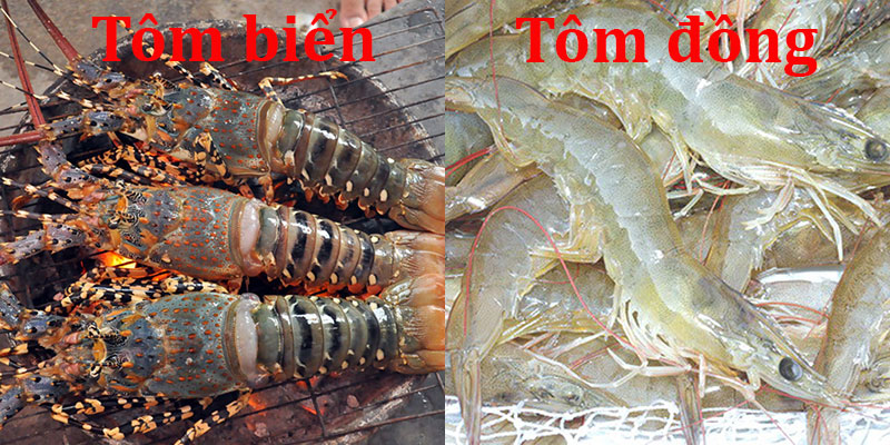 Ai cũng thích ăn tôm hùm: Nhưng đây mới là loại tôm ngon bổ rẻ, không biết quá phí