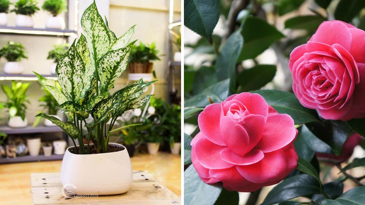5 cây cảnh giữ nhà, dưỡng người, đổi mệnh giàu sang cho gia chủ: Nghèo cũng nên trồng 1 cây