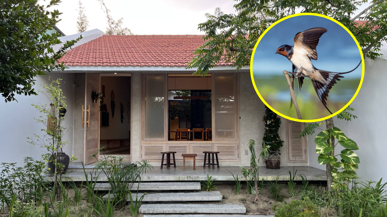 5 con vật bay vào nhà là lộc trời ban, gia chủ phú quý, con cháu làm ăn phát đạt