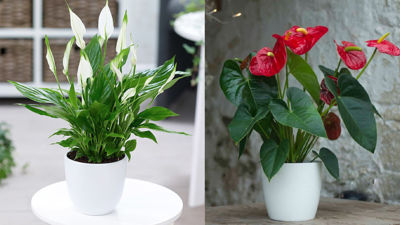 5 cây cảnh giúp gia chủ “đổi vận”, người giàu thường trồng trong nhà để xui xẻo đến mấy cũng vỗ cánh bay đi