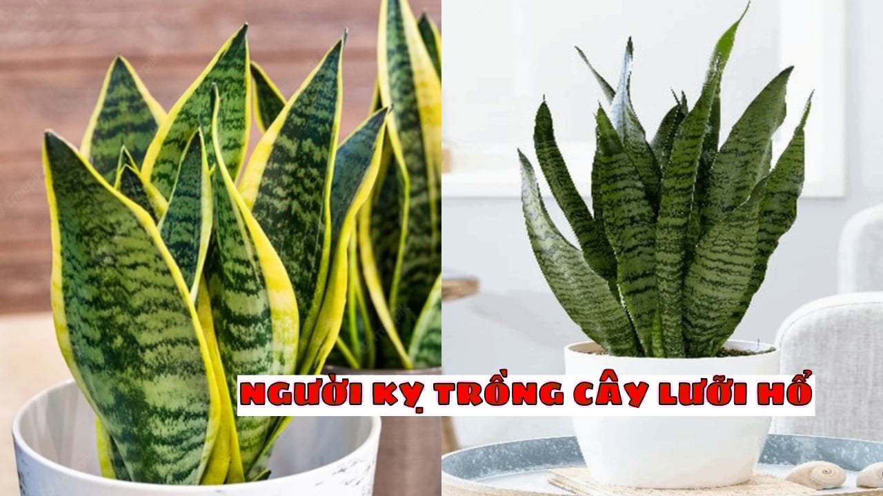 Người thuộc 2 mệnh này kỵ trồng cây lưỡi hổ: Tránh đặt trong nhà kẻo mất lộc, tiền của thất thoát