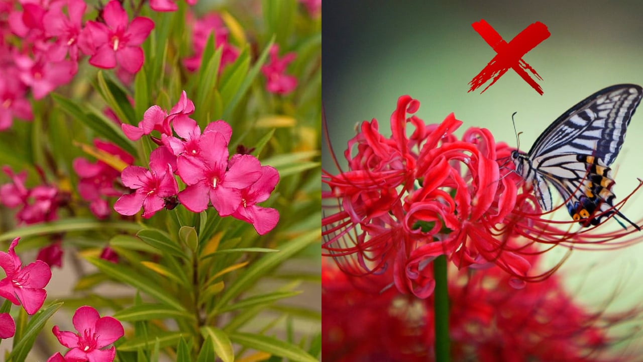 4 loại hoa đẹp nhưng không may mắn, trồng trong nhà dễ rước thêm xui xẻo