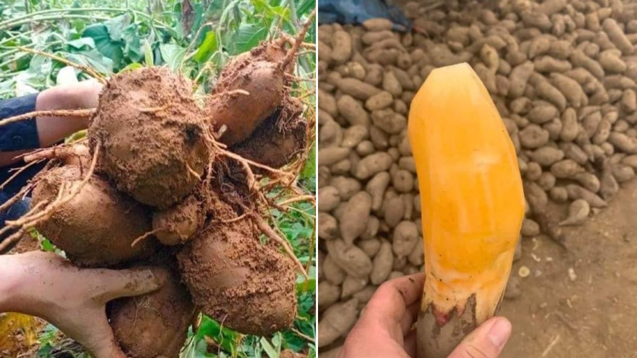 Loại củ 'rẻ như khoai, bổ như sâm', rất ngon mà nhiều người chưa biết để ăn