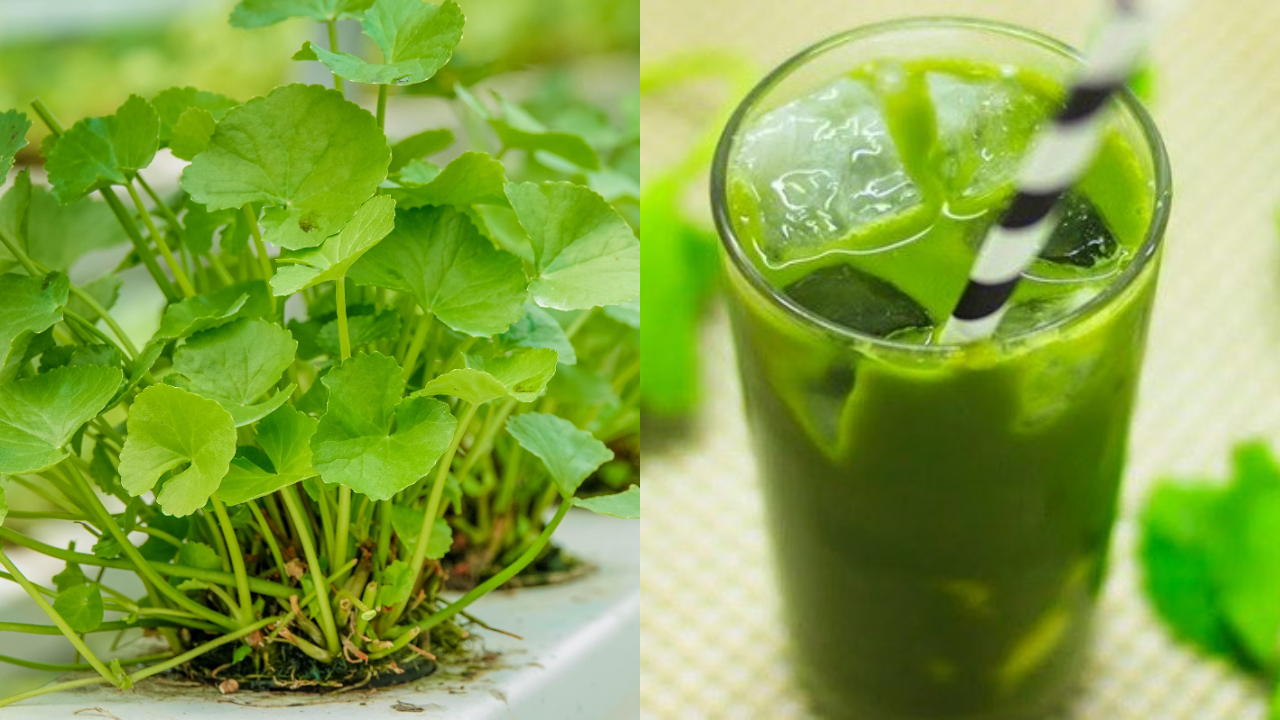 Nghề lạ ở Việt Nam: Trồng loại cây vốn mọc dại, nông dân đổi đời kiếm tiền tỉ mỗi năm