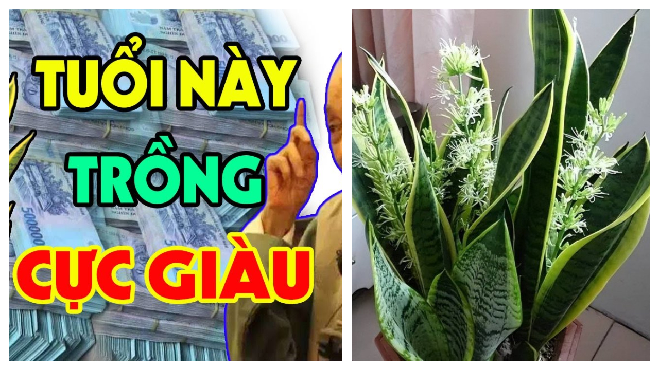 Ai tuổi này trồng cây lưỡi hổ: kinh doanh đắc tài, chẳng thiếu tiền xài, không thành tỷ phú cũng là đại gia