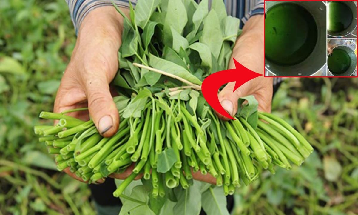 Rau muống nhiễm chì, phun đầy thuốc có 1 điểm, cứ nhìn qua bằng mắt thường là biết