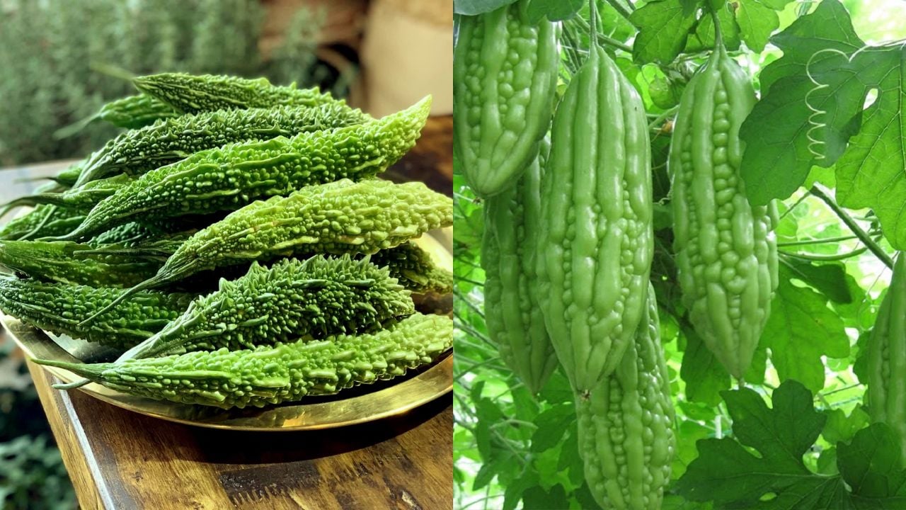 Muốn giảm vị đắng của mướp đắng, nhất định phải làm đúng bước này