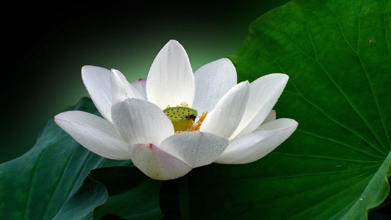Muốn biết mình và người thân trong nhà có ''hậu phúc'' hay không, chỉ cần nhìn 1 điểm duy nhất này