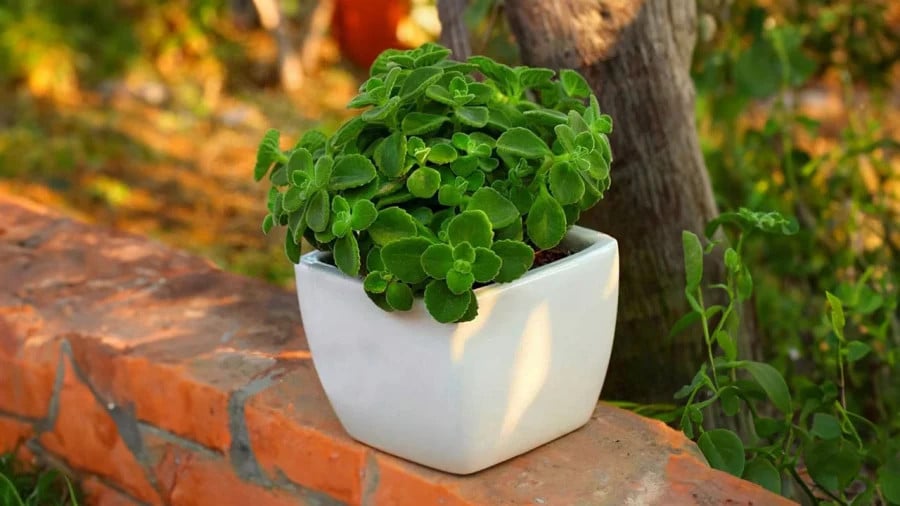 Những cây cảnh ngát thơm cho ngôi nhà lại mang phong thủy tốt, lại giàu giá trị sức khỏe và dễ trồng