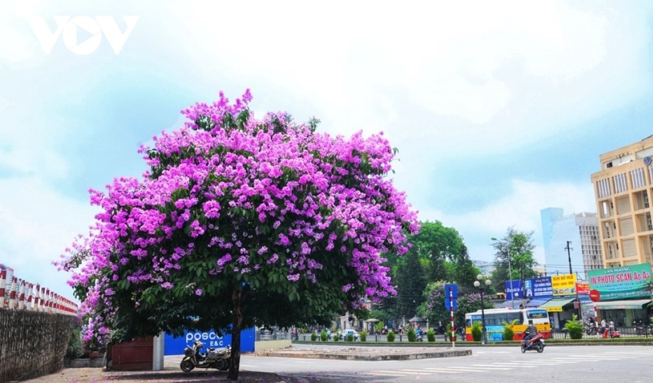 Những cây nằng lăng tím nở khắp nơi trên từng con đường, ngõ phố Hà Nội, đẹp mê mẩn.