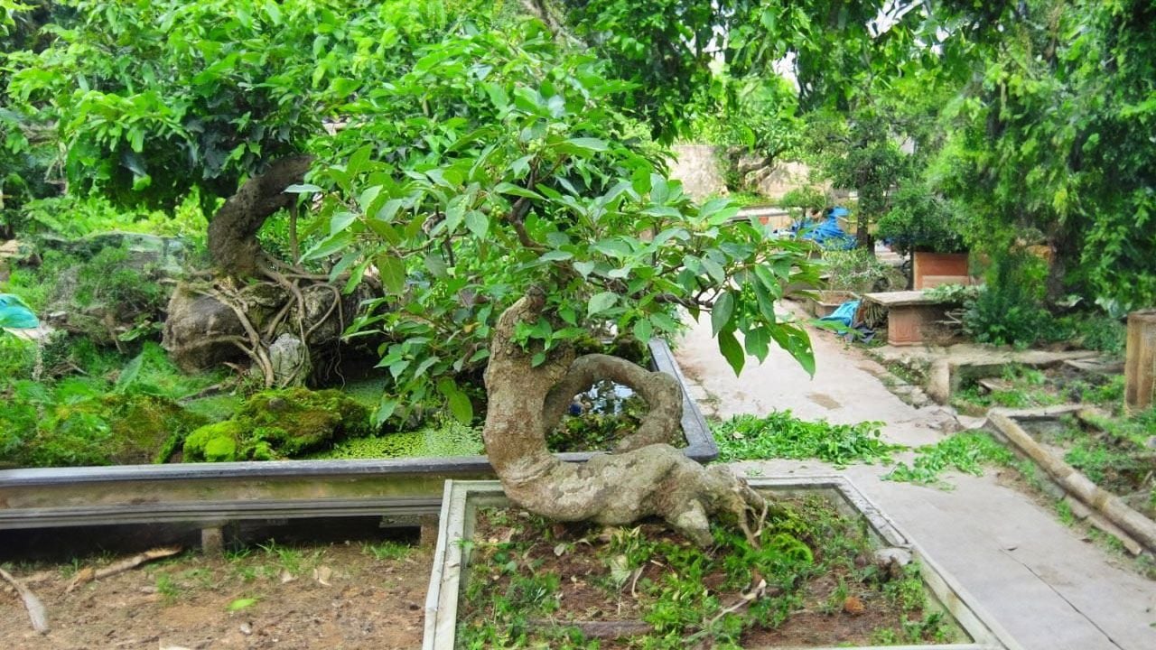 Người xưa nói cây sung trồng cùng 2 cây này thì phong thủy tốt, gia đình đủ phúc lộc thọ, đó là cây gì?