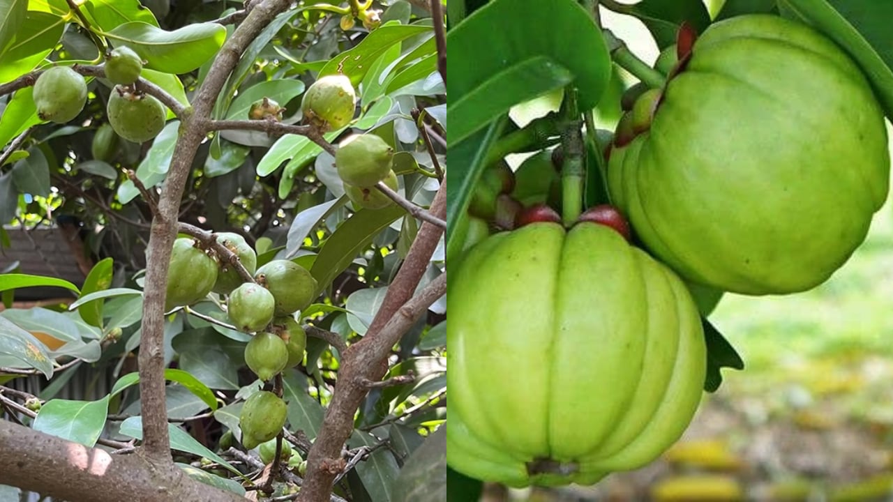 Từ cây dại ven đường đến đặc sản chua lạ miệng, giá 80.000 đồng/kg: Bạn đã thử chưa?
