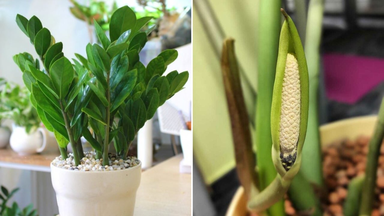 Tuyệt chiêu giúp cây kim tiền nhanh ra hoa, nhiều may mắn ...