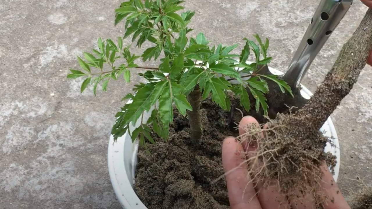 Hướng dẫn cách trồng cây đinh lăng đơn giản hiệu quả nhất Cách trồng cây đinh lăng tại nhà bằng cành, cây sống khỏe, củ nhanh to