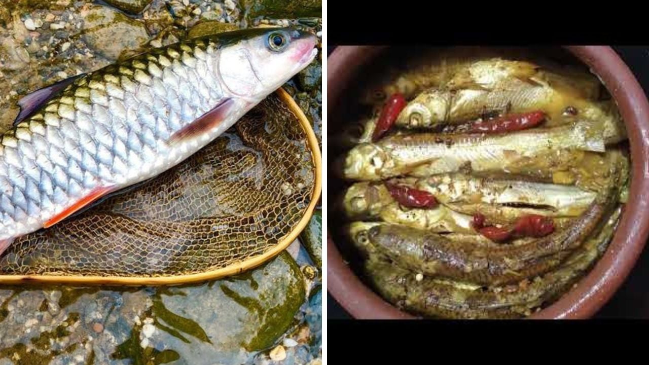 Loại cá xưa rẻ như cho, nay thành đặc sản ai cũng mê: Nhà giàu đỏ mắt ...
