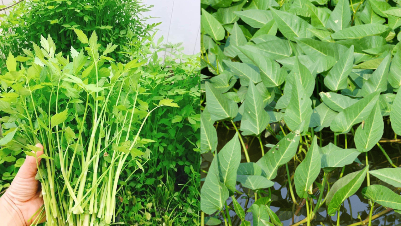 4 loại rau xanh quen thuộc có thể là 'ổ chứa' giun sán, khi ăn phải cẩn ...