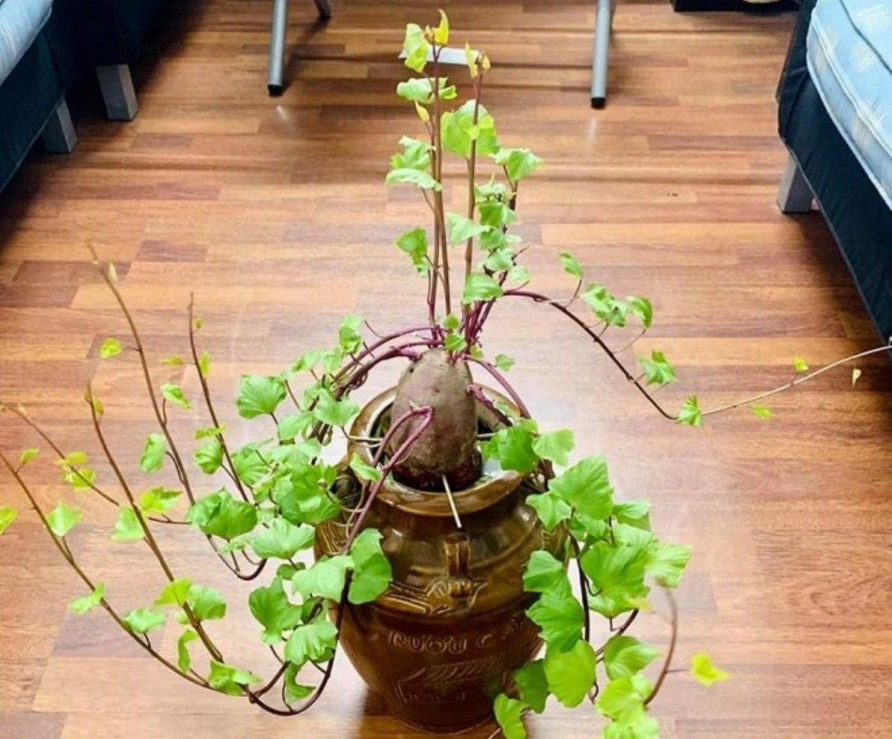 Sweet potato greens in a glass of water