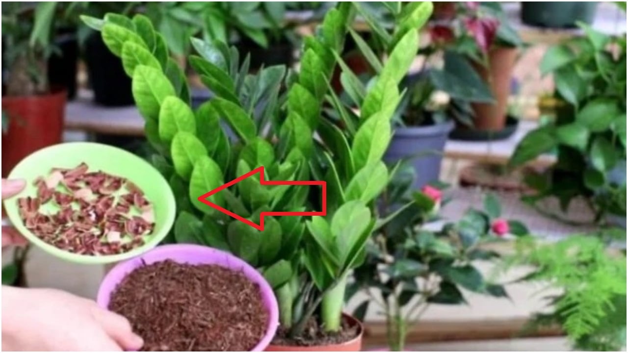 Cây Kim Tiền mê mệt thứ này: 1 tuần bón 1 lần cây xanh tươi, sớm nở hoa  cuối năm tiền về như nước
