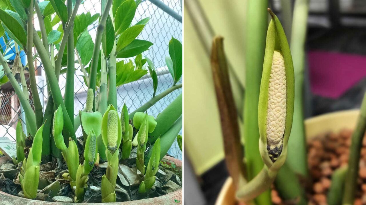 Trồng cây kim tiền trong nhà, làm thế nào để cây ra hoa?