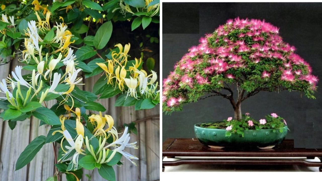 Từ nay đến Tết trong nhà có cây này nở hoa là điềm báo: Gia đình cần chuẩn bị