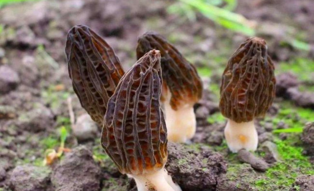 Loại rau nhìn lạ mắt, nhiều người dùng gần đây, ăn ngon, đắt đỏ, dùng 2 lần/tuần vào mùa đông sẽ không bị ốm