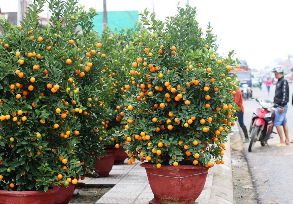 Dịch vụ vận chuyển cây quất cảnh – vận chuyển hoa Tết – vận chuyển hàng cont cảng từ HCM đi các tỉnh