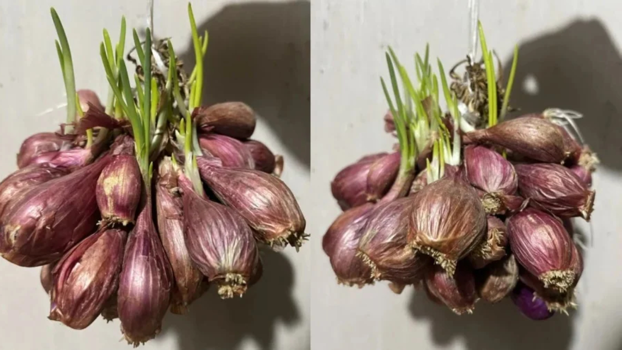Có nên ăn hành khô mọc mầm không?