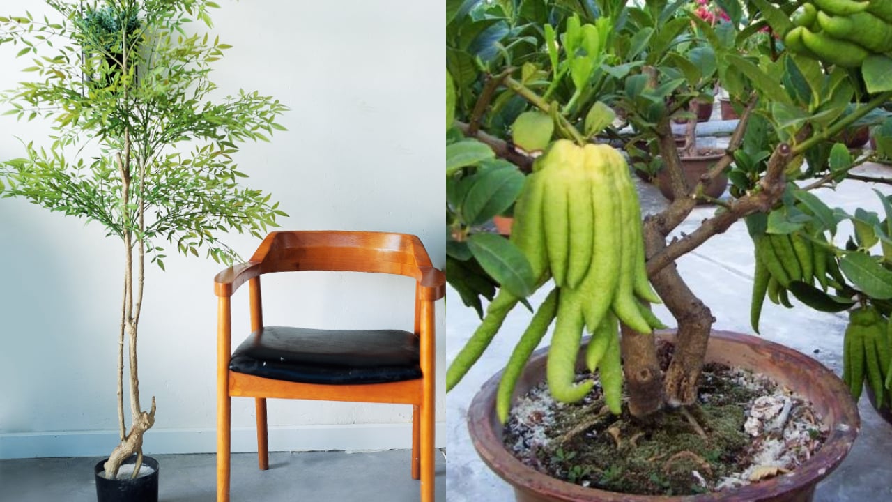Người giàu 'mách nhau' trồng 4 cây này: Gia đình hạnh phúc, tài lộc vượng tiến
