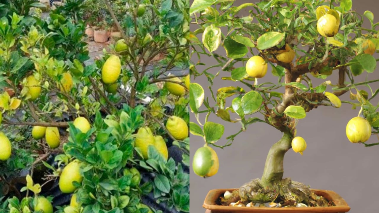 Cây ăn quả 'mọc dại' biến thành bonsai độc đáo: Vừa đẹp vừa mang tài lộc, giá cao vẫn được săn đón